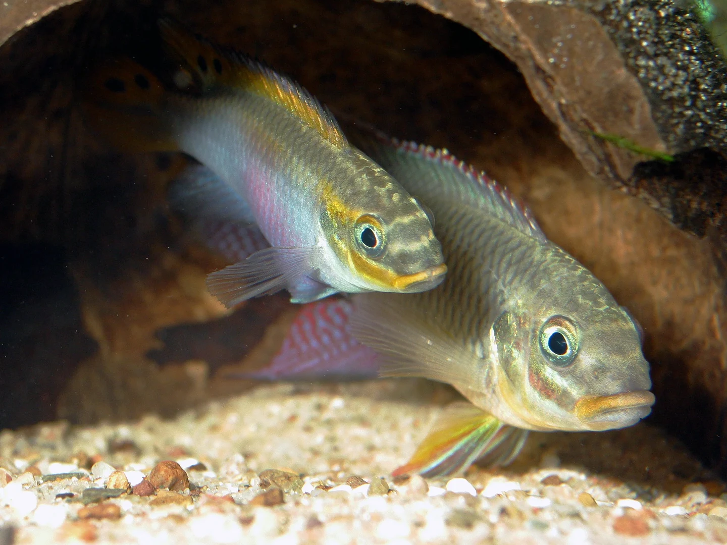 Buntbarsche