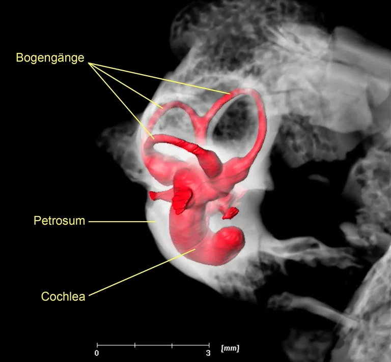 Bild 2,6-Tonnen-Gerät durchleuchtet fossile Gehörknöchelchen