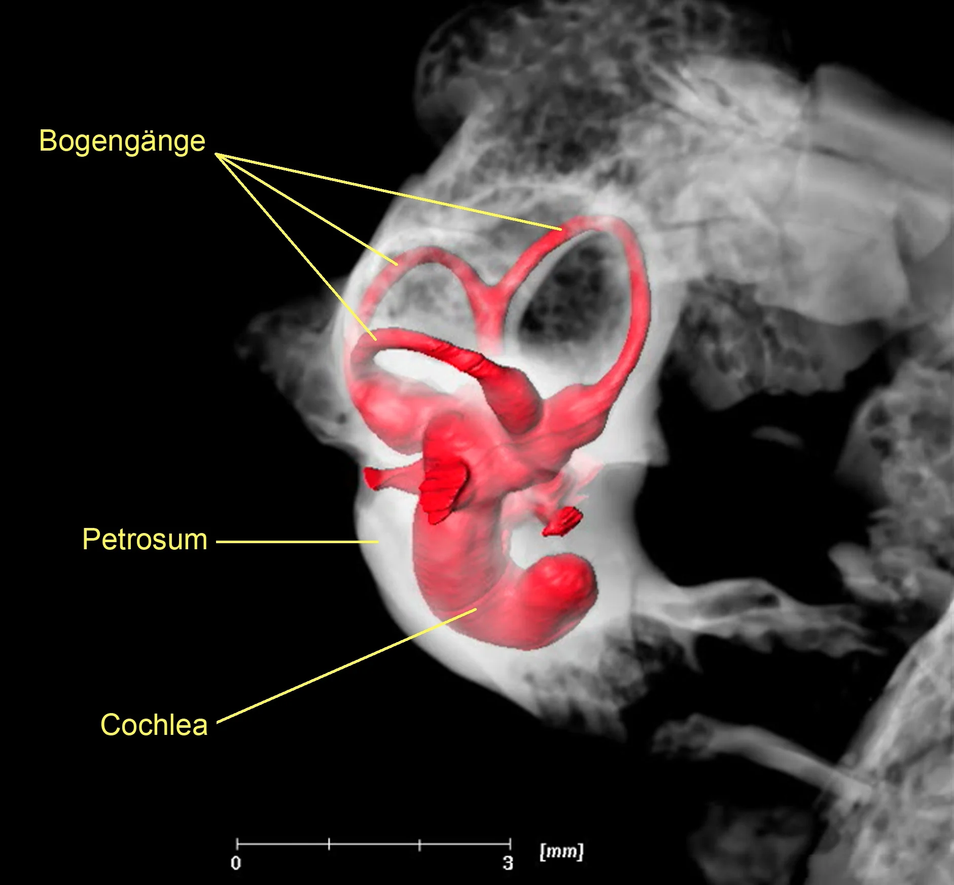 Bild 2,6-Tonnen-Gerät durchleuchtet fossile Gehörknöchelchen
