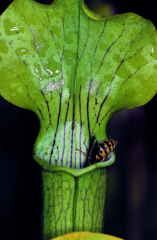Sarracenia flava 3   Foto W.Barthlott.jpg
