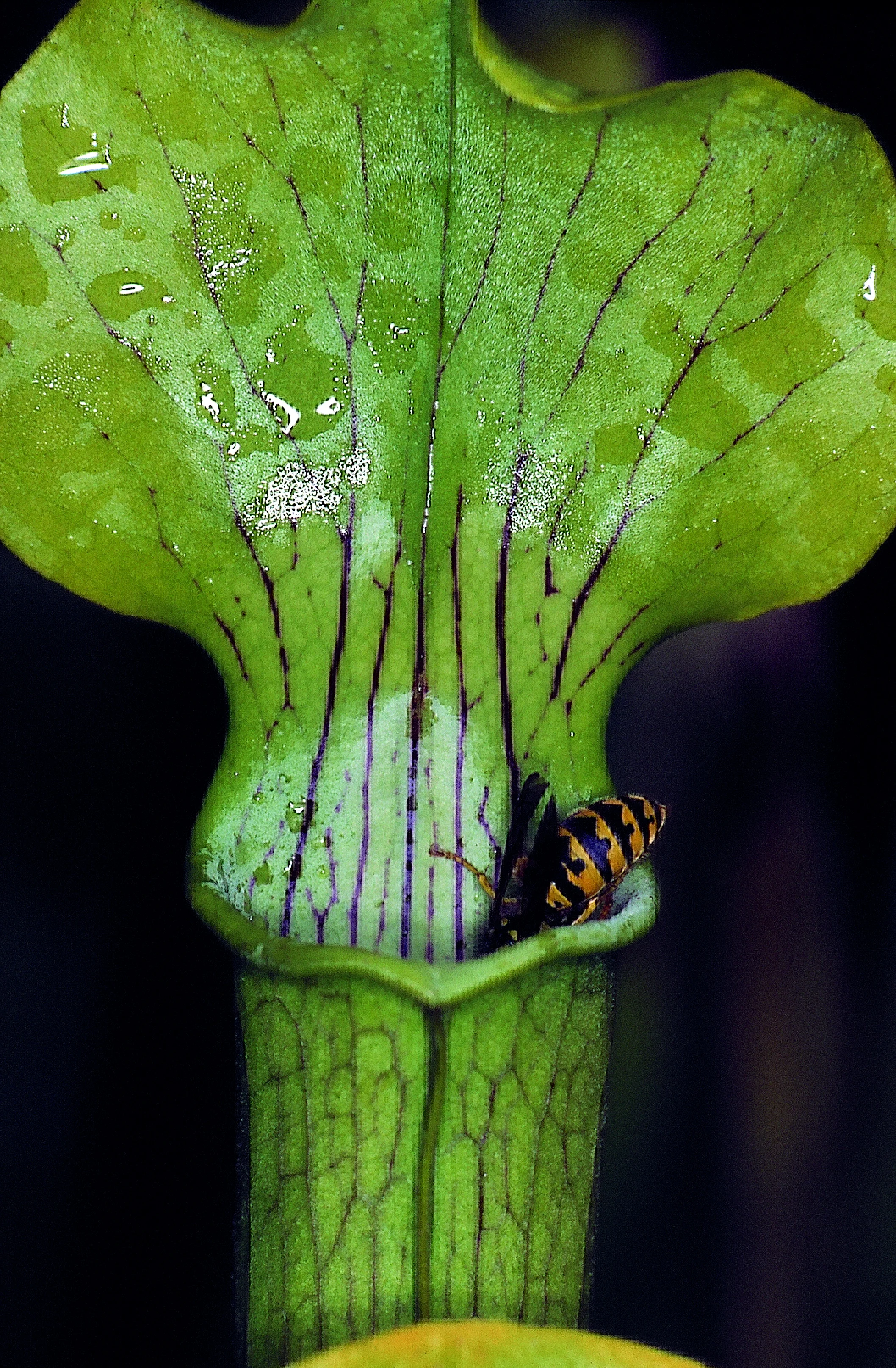 Sarracenia flava 3   Foto W.Barthlott.jpg