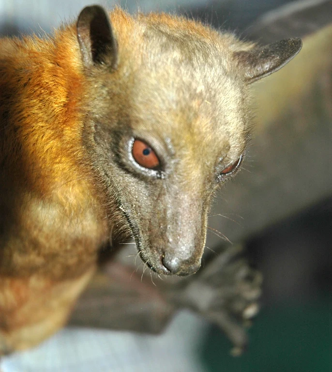 Eidolon helvum_ji.jpg