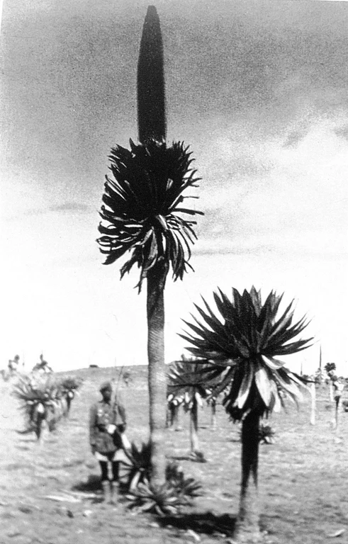 Lobelia rhynchopetalum.jpg