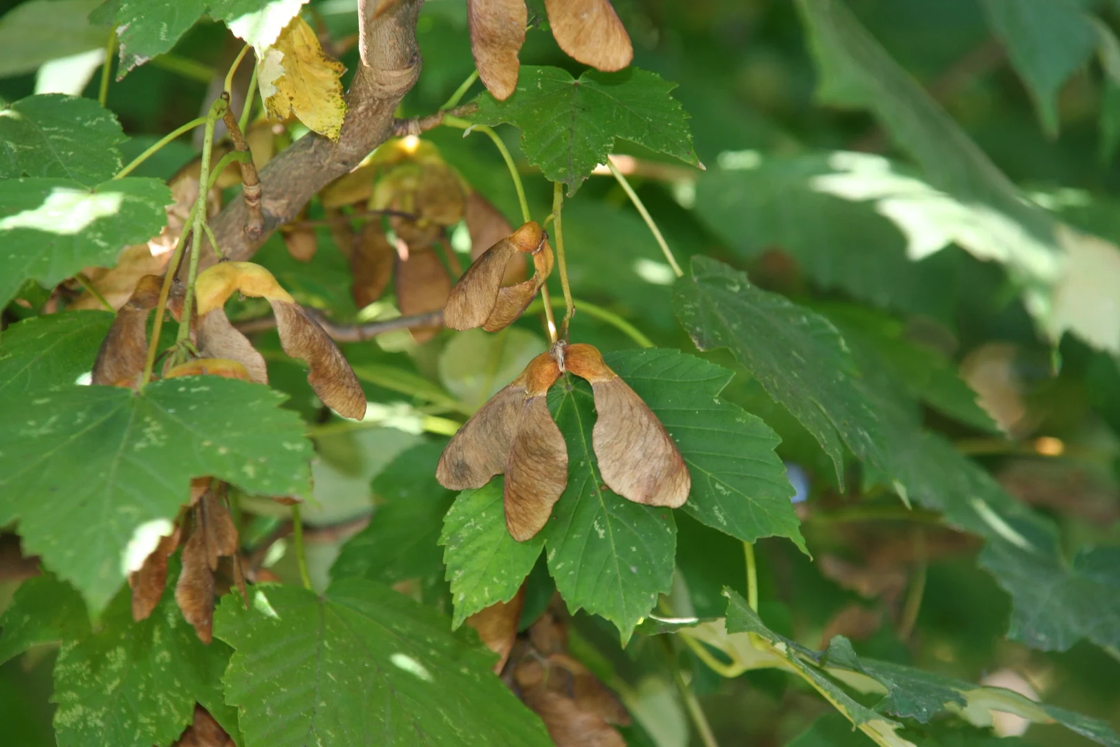 Flugfrüchte vom Bergahorn. Foto: Wolfram Lobin/Uni Bonn