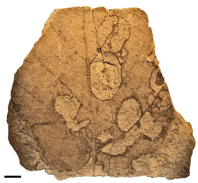 Typischer Loch- und Skelettfraß an einem Bikengewächs. Maßstab = 5 mm.