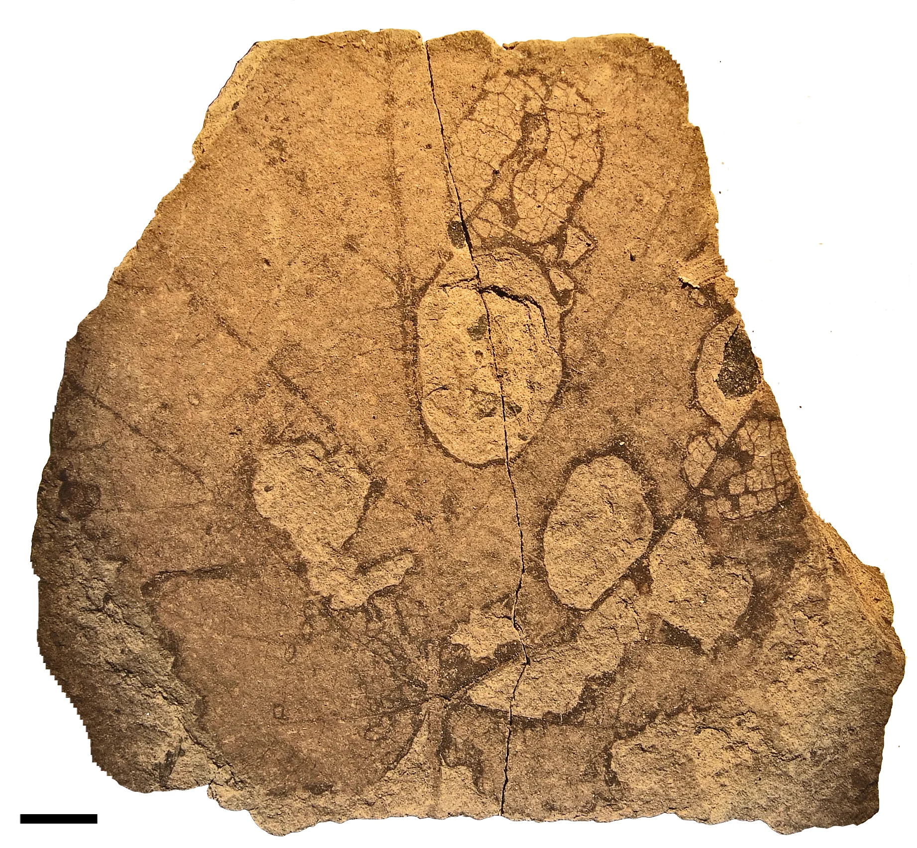 Typischer Loch- und Skelettfraß an einem Bikengewächs. Maßstab = 5 mm.