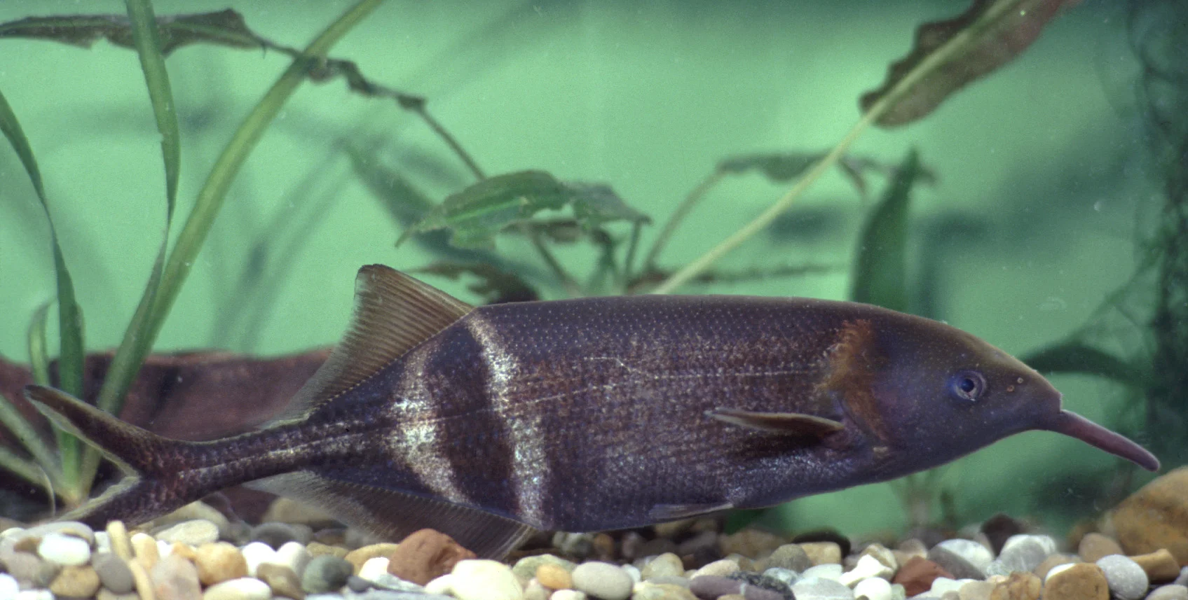 Bild Afrikanischer Fisch soll Herzkranken helfen