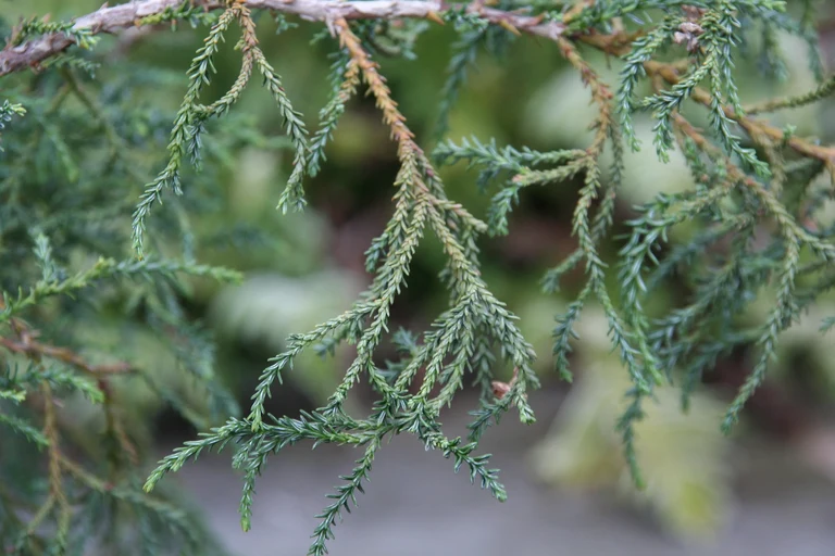 Bild Happy birthday, Mr. Darwin!