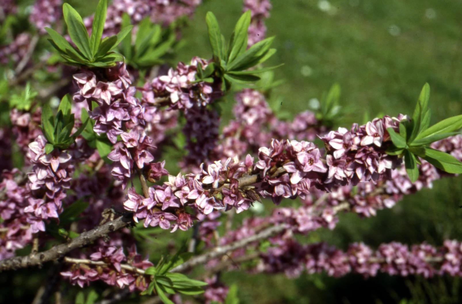 Daphne_mezereum.jpg