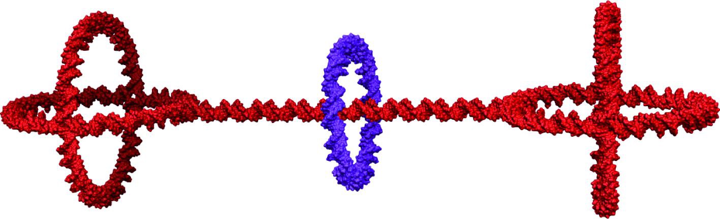 DNA Rotaxane (2).jpg