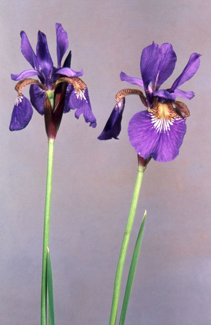 Iris sibirica.jpg