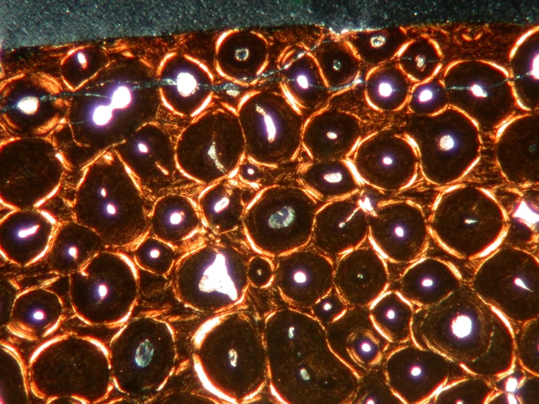 Magyarosaurus presse 2.JPG