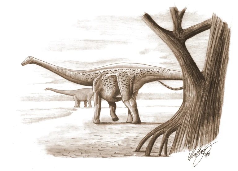 Magyarosaurus.jpg