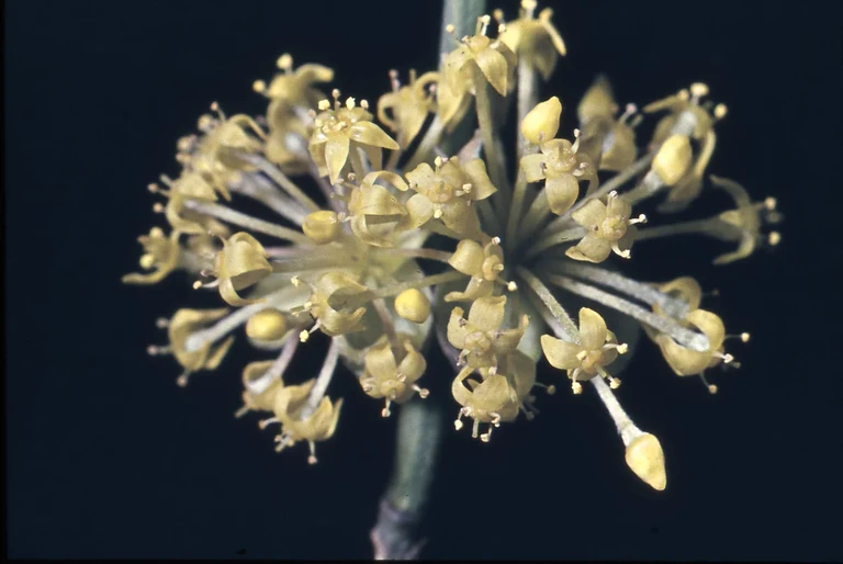 Cornus mas 133  R.jpg