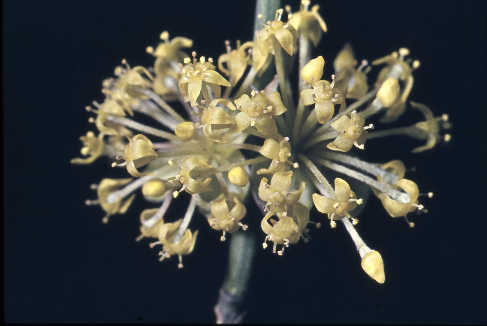 Cornus mas 133  R.jpg