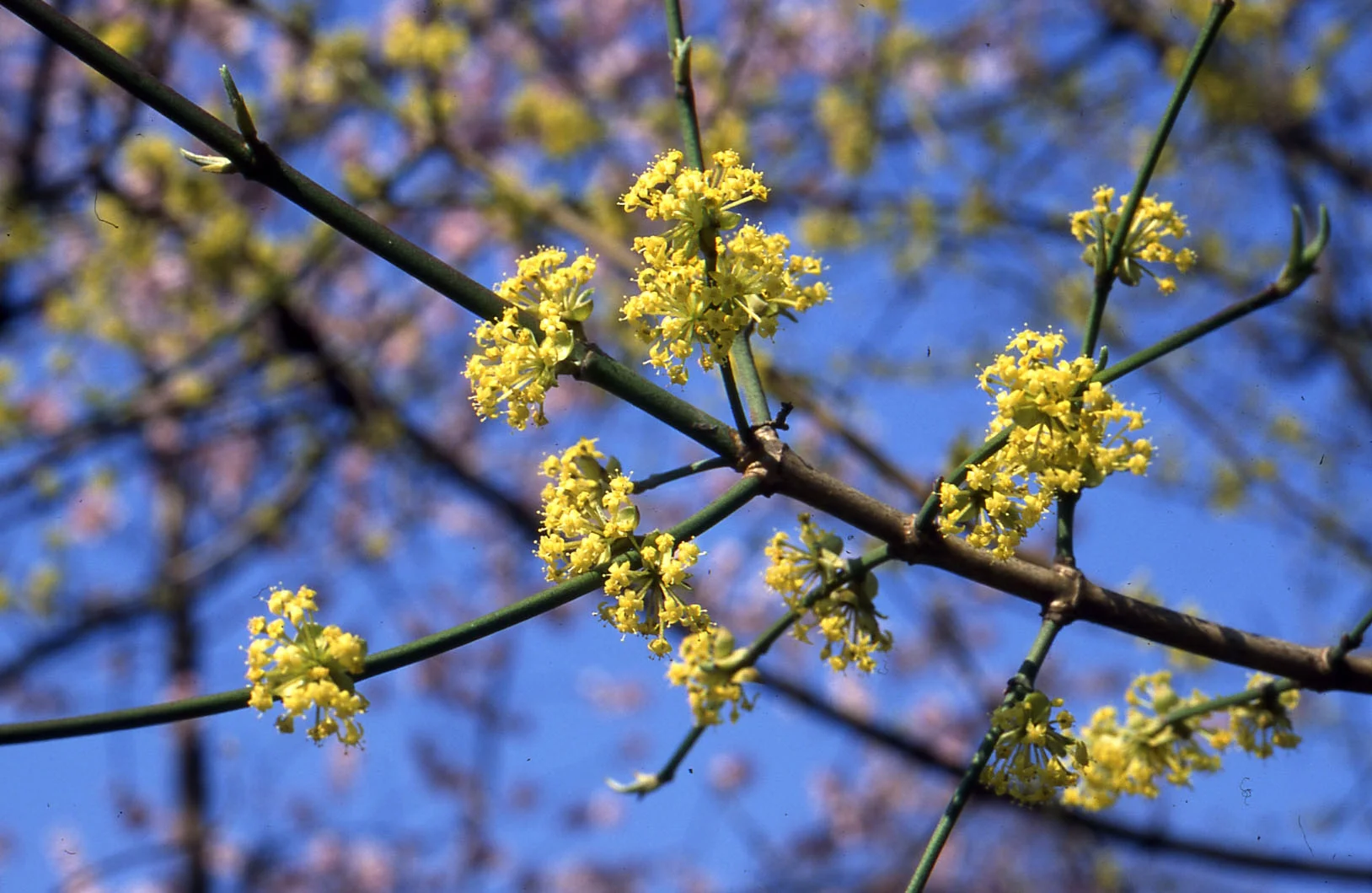 Cornus mas  März 97  R.jpg