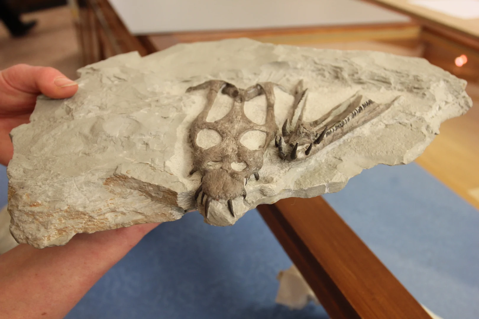 Nothosaurus winterswijkensis