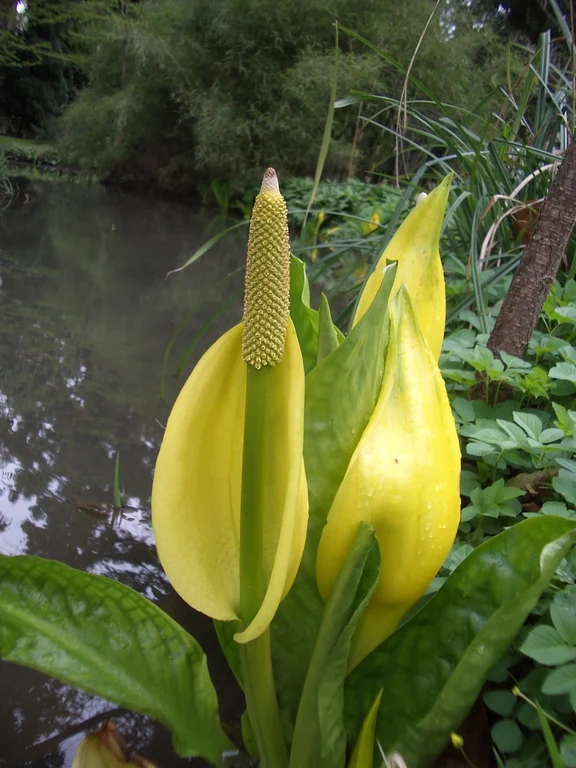 Lysichiton americanus WB.jpg
