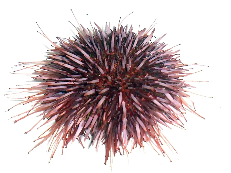 Ullrich_Lüter PNASFig 1.jpg