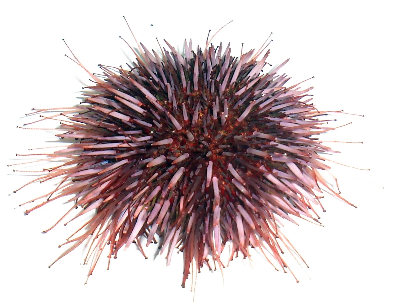 Ullrich_Lüter PNASFig 1.jpg