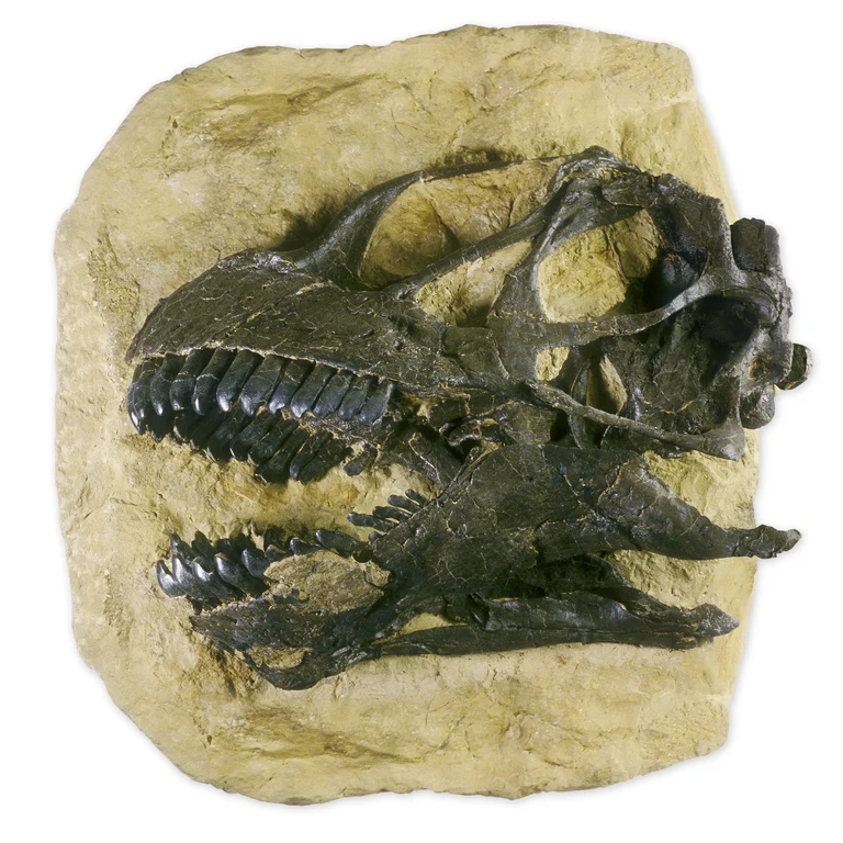 Schädel eines Camarasaurus