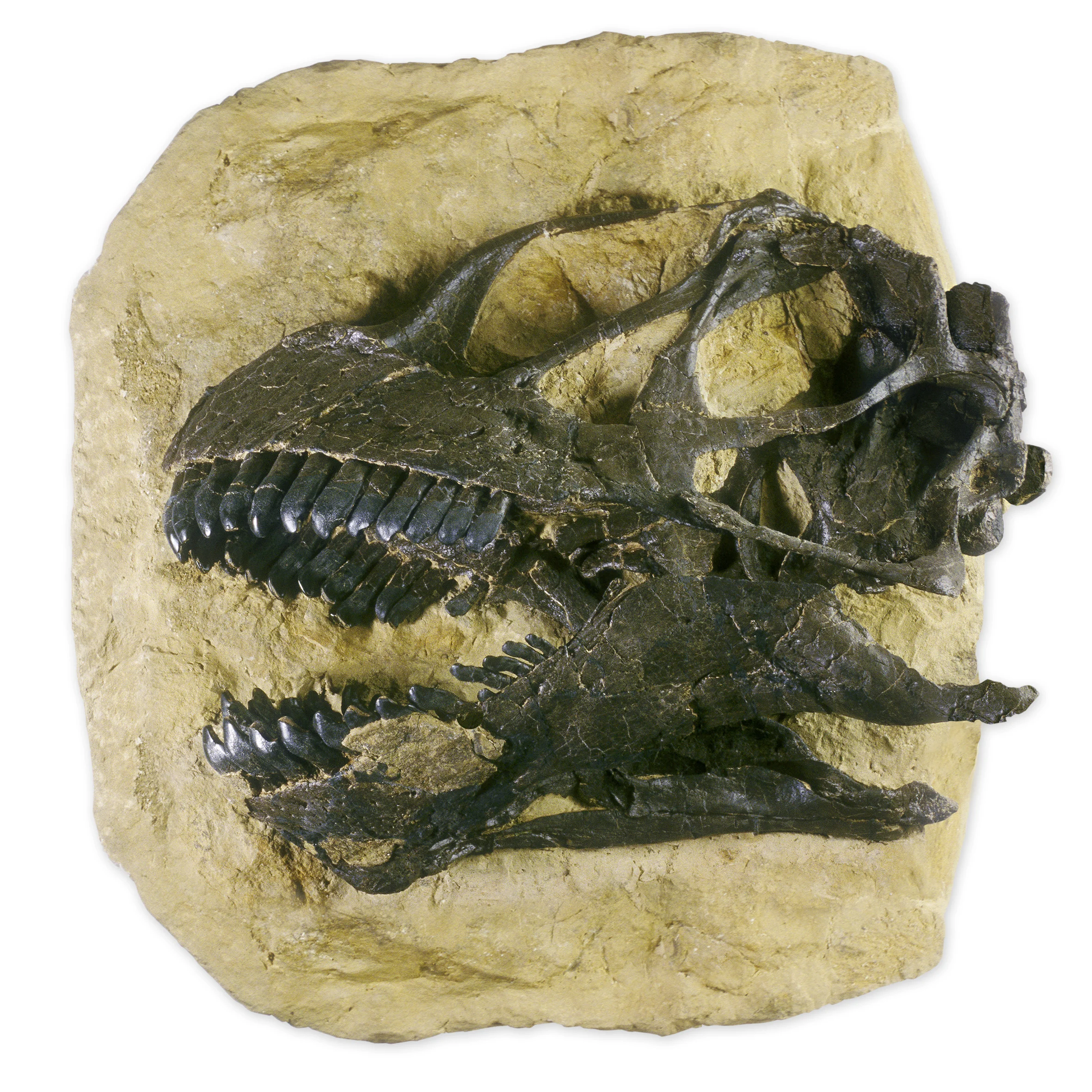 Schädel eines Camarasaurus