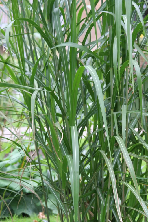 Miscanthus sinensis WL 6 9 2011 (5).jpg