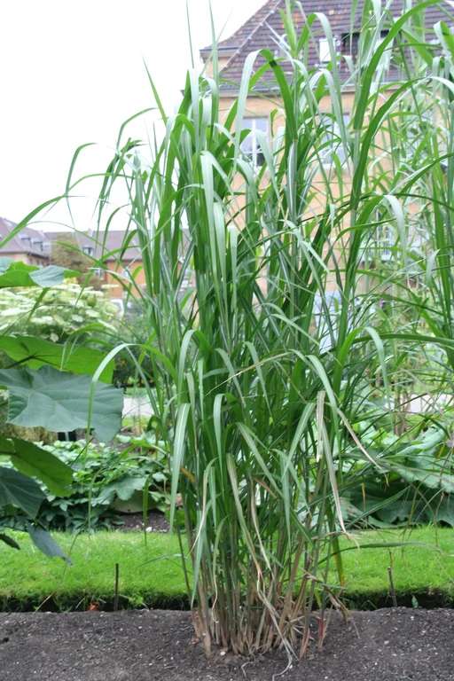 Miscanthus sinensis WL 6 9 2011 (6).jpg