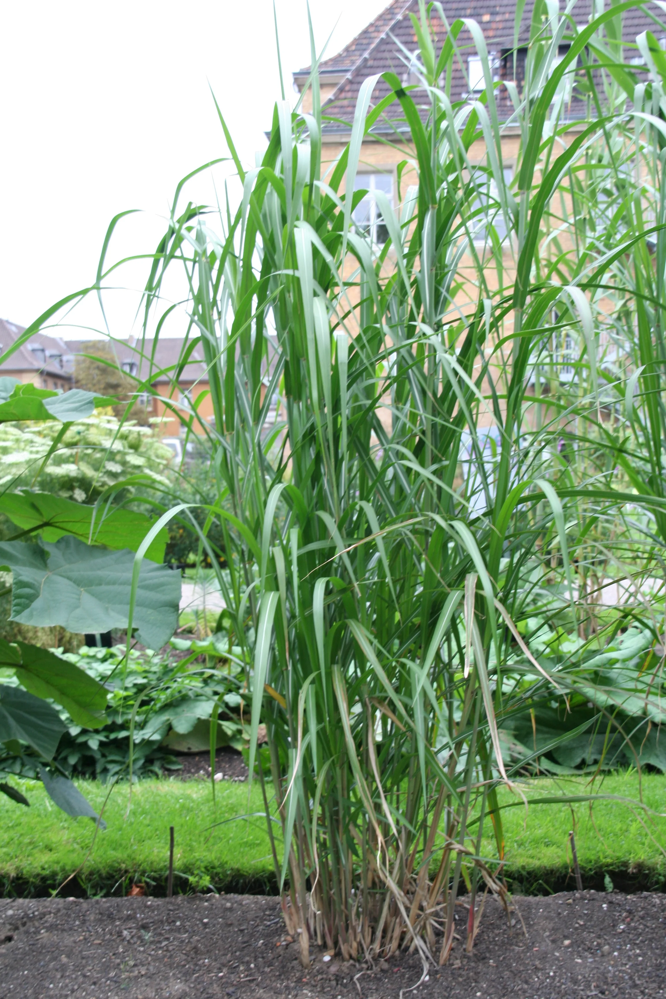 Miscanthus sinensis WL 6 9 2011 (6).jpg