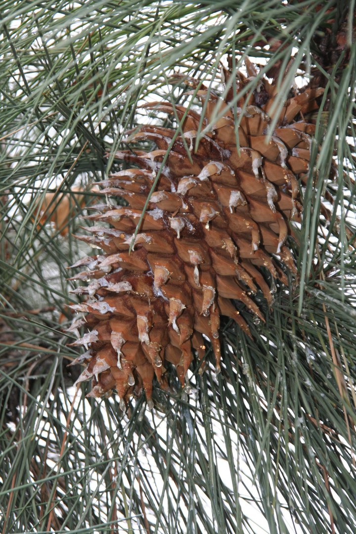 Pinus coulteri WL.jpg