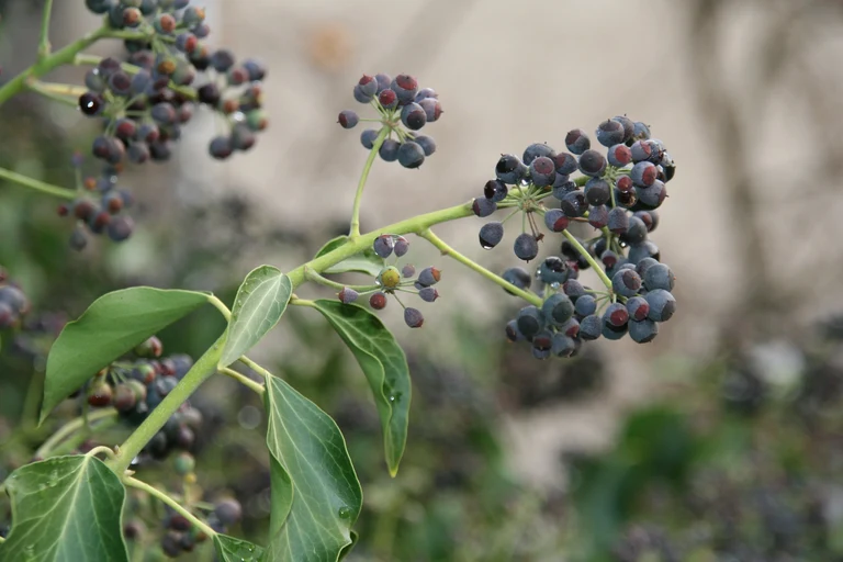 Hedera_helix.jpg