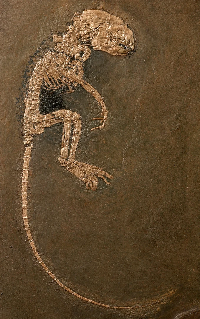 Skelett des Fingertiers Heterohyus nanus: