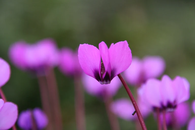 Cyclamen coum-ssp-caucasicum.jpg