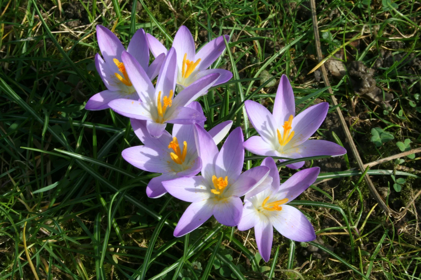 Der Elfenkrokus (Crocus tommasinianus)