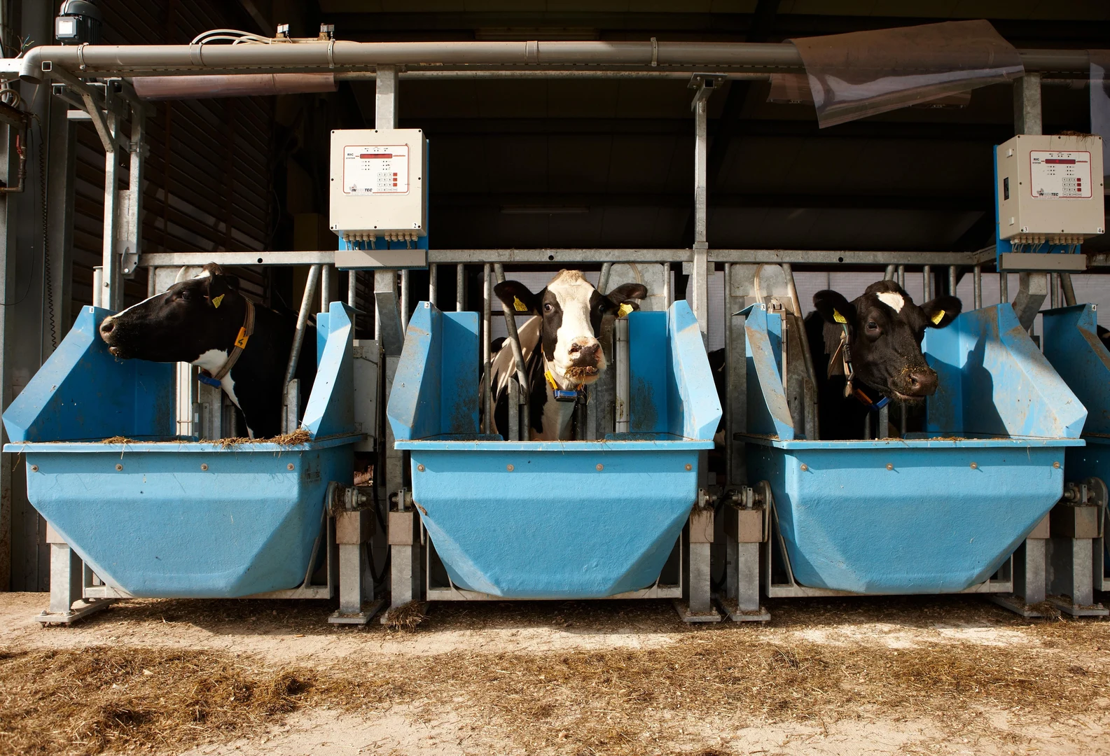 Im Versuchsstall Frankenforst: