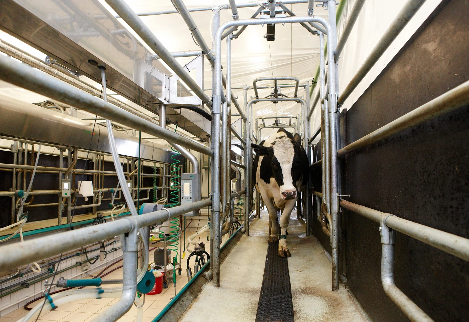 Melkstand im Versuchsstall Frankenforst: