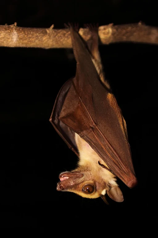 Fruchtfledermaus: