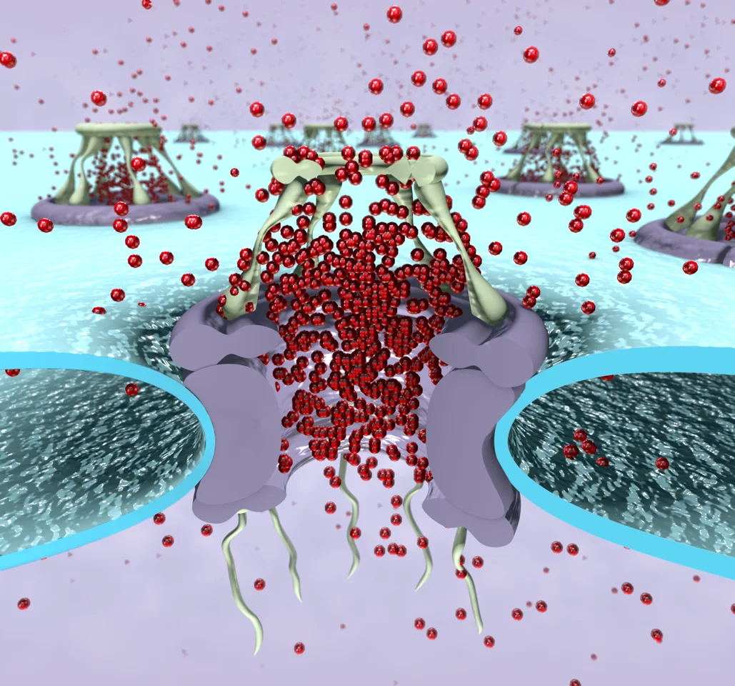 Export von Boten-RNA