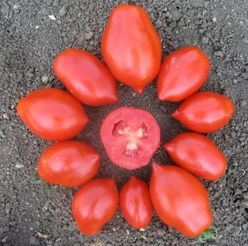 Tomatenkranz: