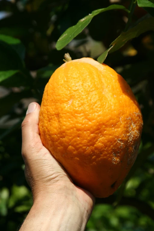 Citrus medica 2.jpg