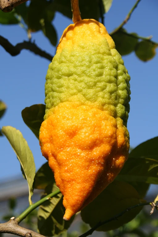Citrus medica 3.jpg