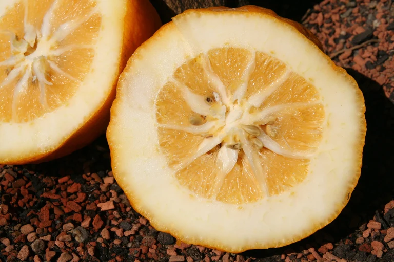 Citrus medica.jpg