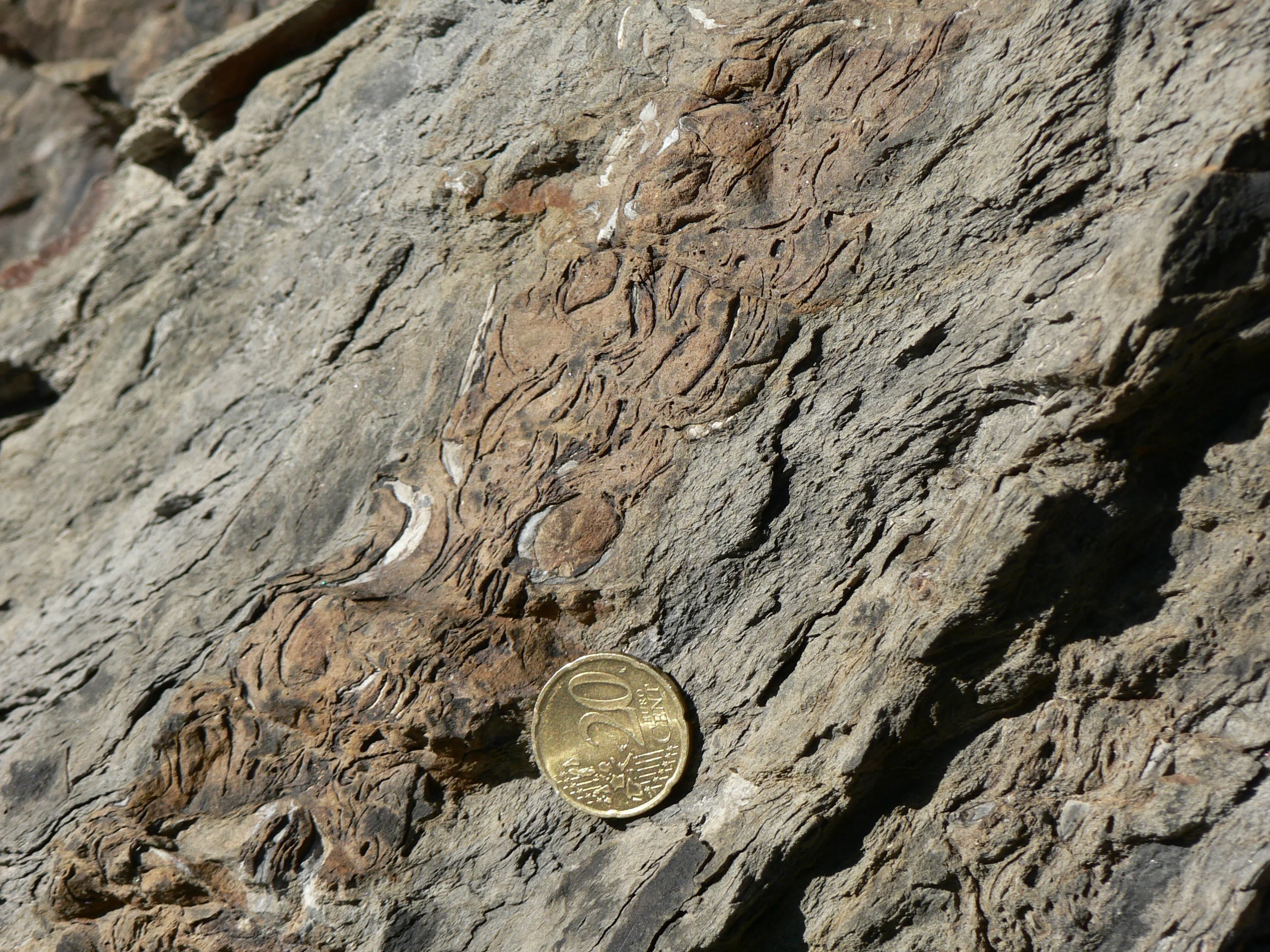 Eine Lage von Muschel- und Brachiopodenschalen