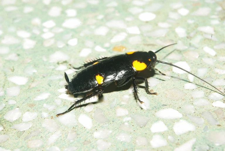 Kaum vom ungenießbaren Original zu unterscheiden: