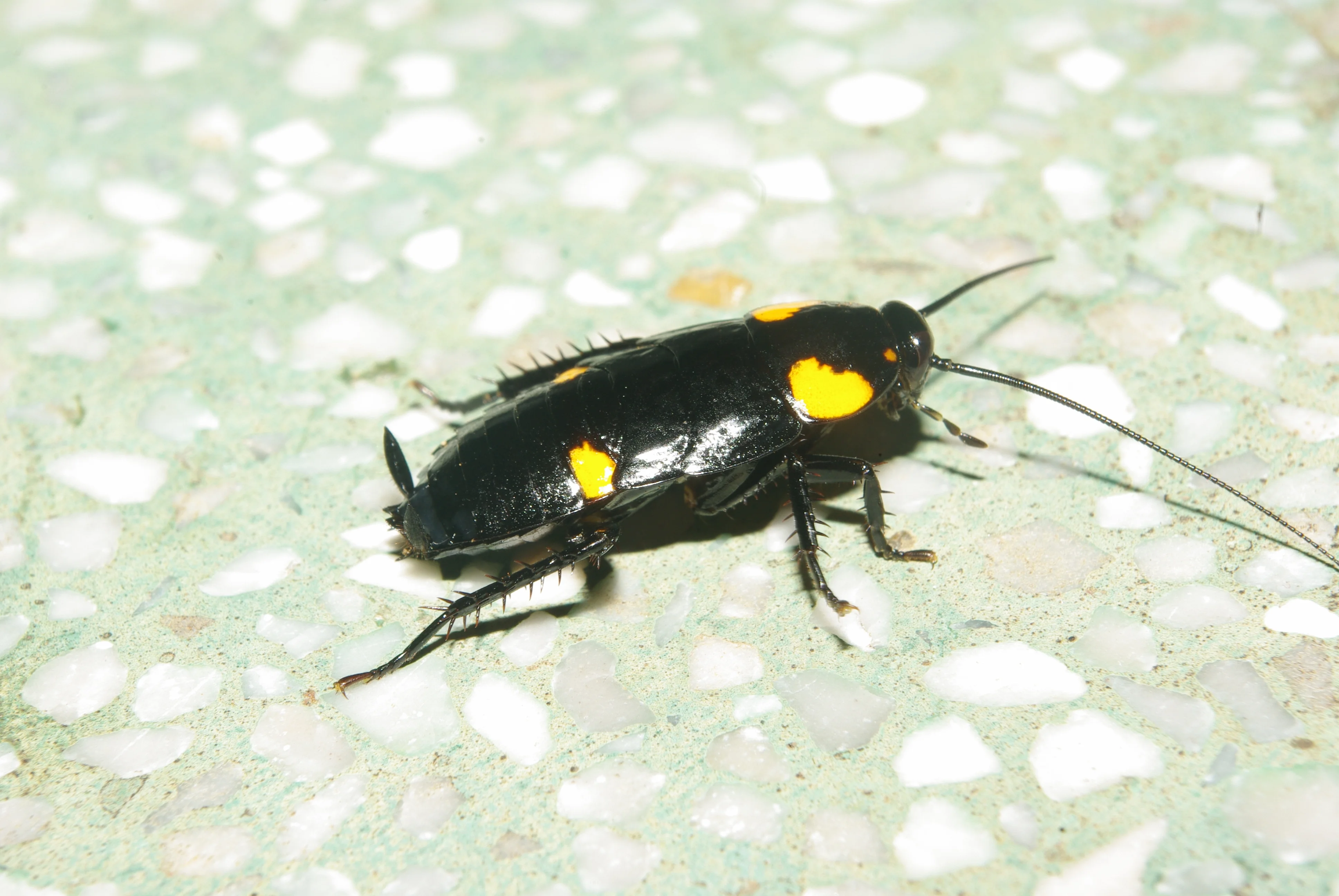 Kaum vom ungenießbaren Original zu unterscheiden: