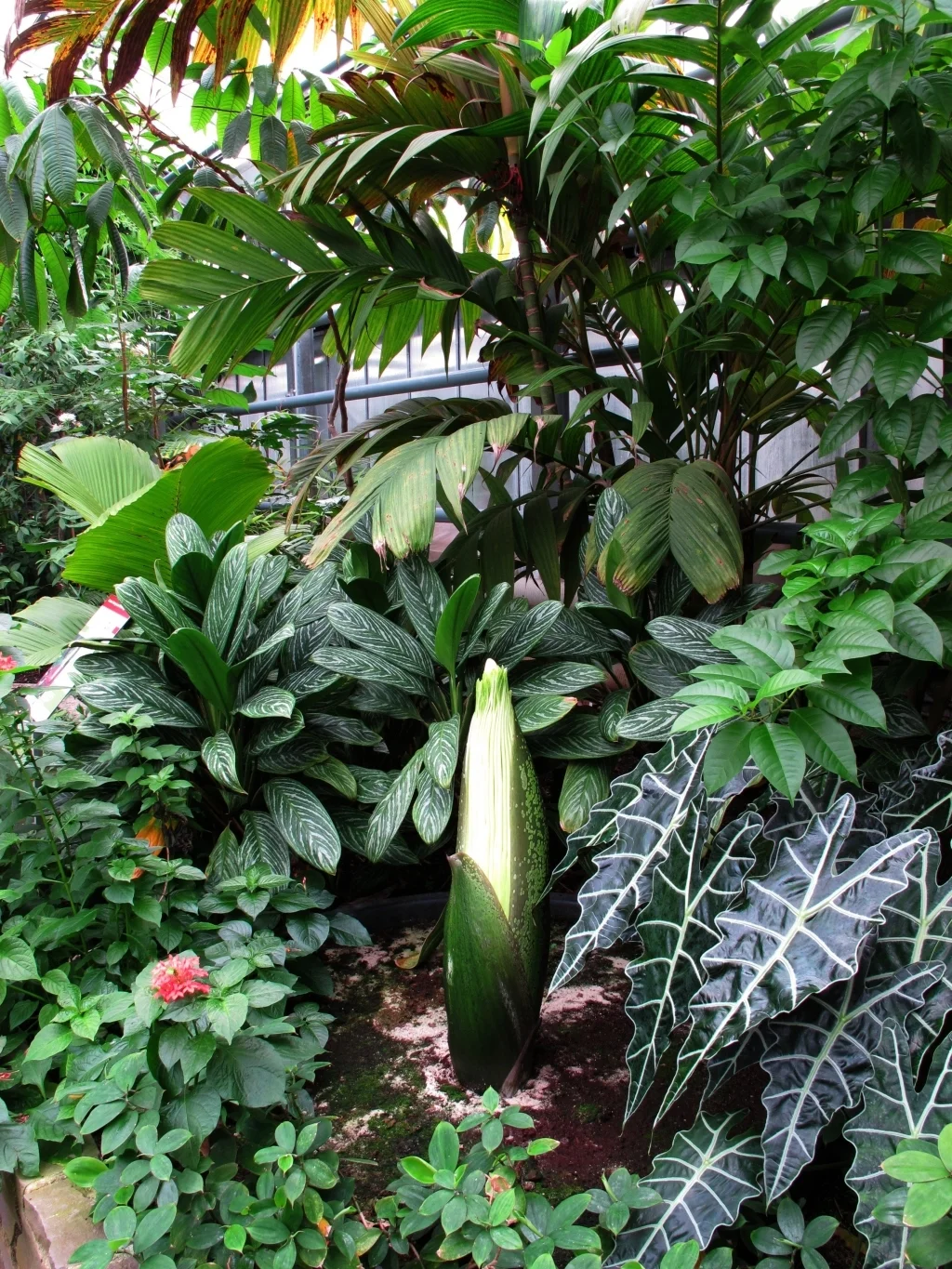 Amorphophallus titanum.jpg