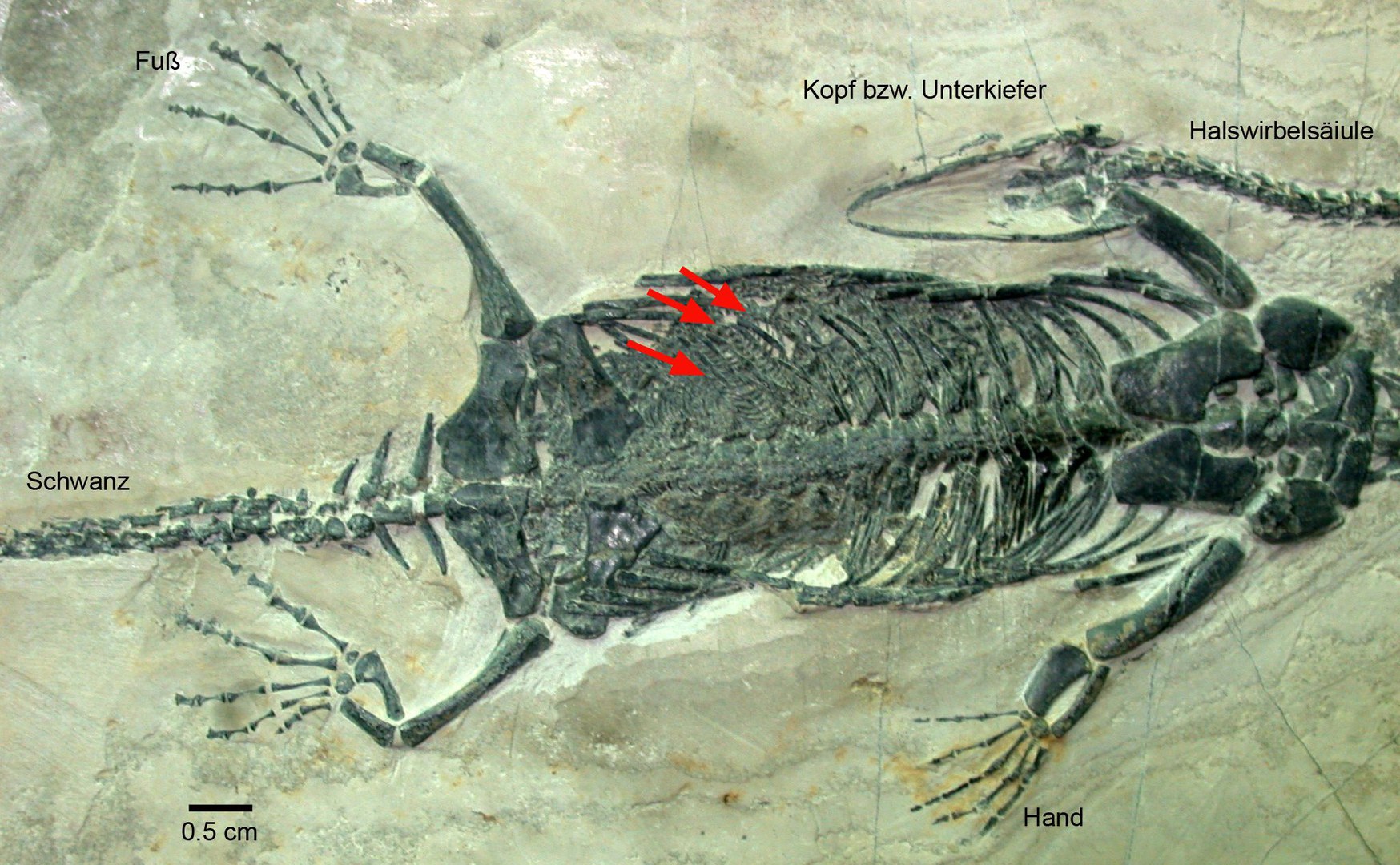 Der Keichousaurus aus Yichang (China)
