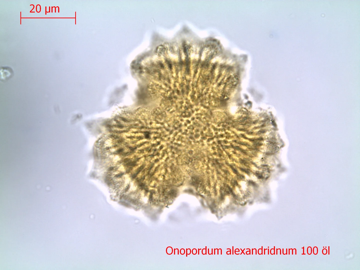 Pollen unter dem Durchlichtmikroskop: