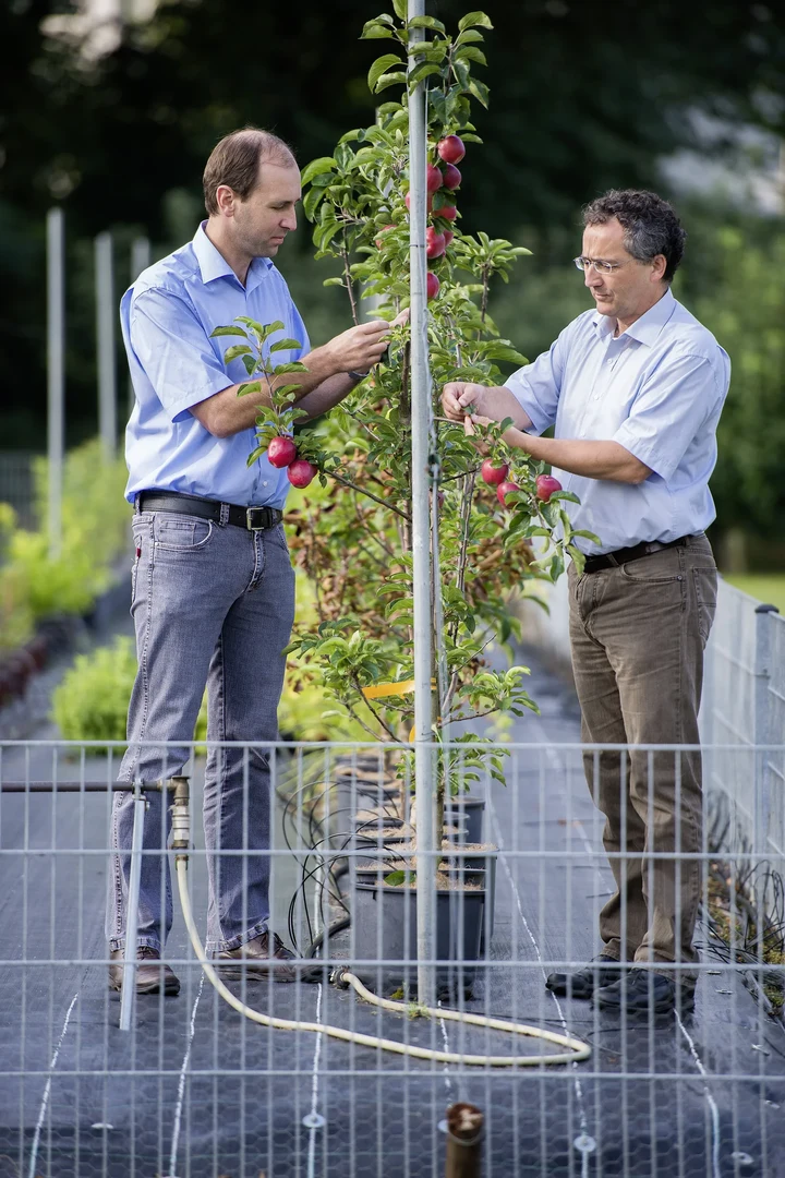 Untersuchen die Spaltöffnungen von Blättern: