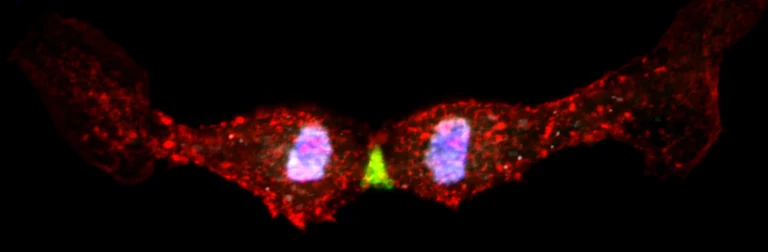 Abbildung einer sich teilenden embryonalen Herzmuskelzelle: